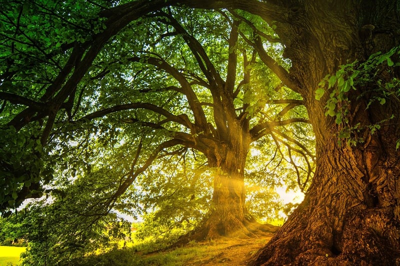 Enchanted fauna