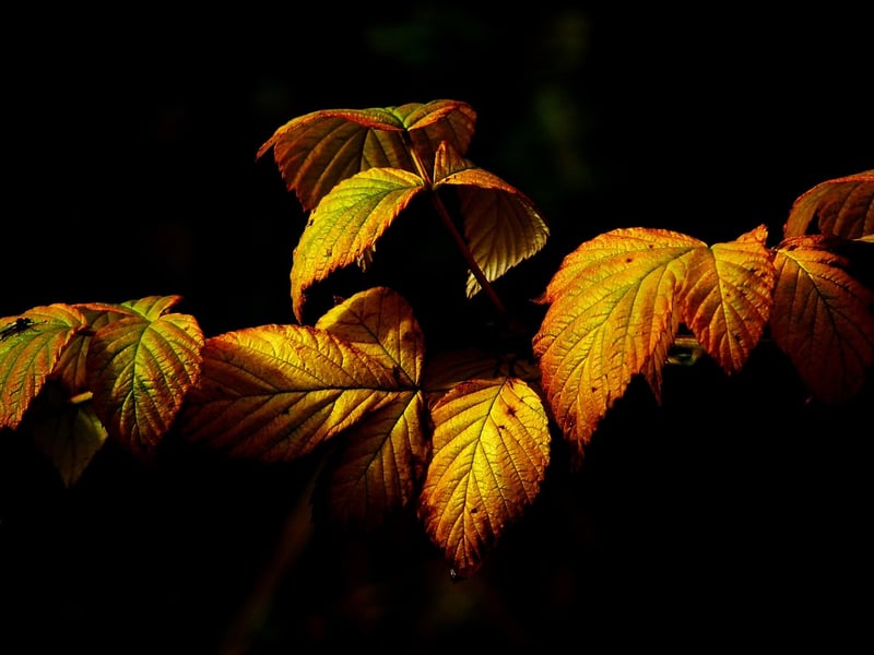 Mystical Plants and Flowers